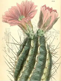 Echinocereus fendleri, 1880.