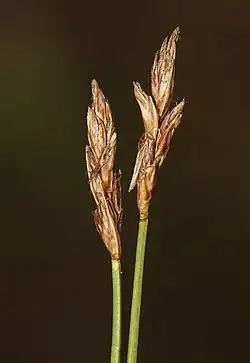 Slender brown-scaled sedge inflorescences
