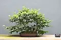 Carpinus japonica bonsai developed by Frank Okamura