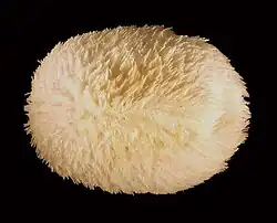 Preserved specimen at the Peabody Museum of Natural History originally found at Loblolly Bay, Anegada, British Virgin Islands