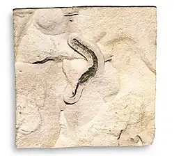 Fossil specimen of Coleicarpus sprinklei