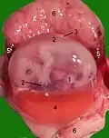Opened uterus with cat fetus in midgestation: 1 umbilicus, 2 amniotic sac (chorion and amnion), 3 allantois