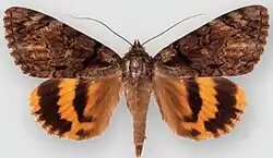 Catocala delilah Delilah underwing
