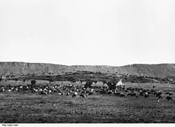 Cattle grazing on Undoolya Station in 1924