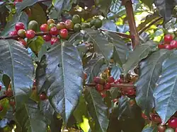 Coffee Plant (Coffea)