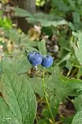 Infructescence, bearing three ripe berries and many tiny, green, undeveloped fruit (lateral view)