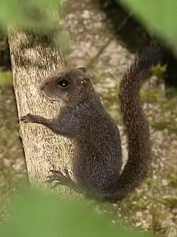 Brown squirrel