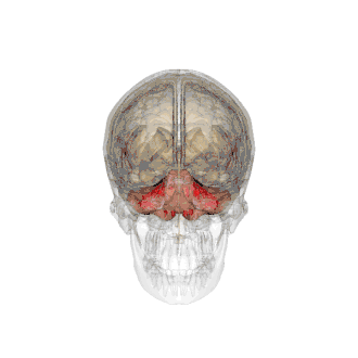 Cerebellum