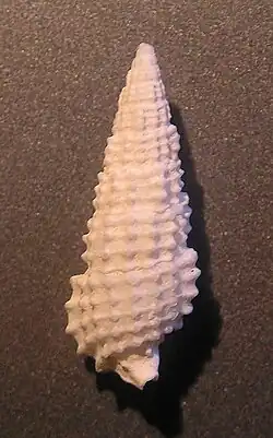 Cerithium scobiniforme