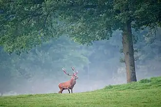 Mature red deer stag in a pasture near an oak tree