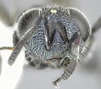 Face of Chalcedectus caelatus