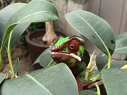 A chameleon in a garden.