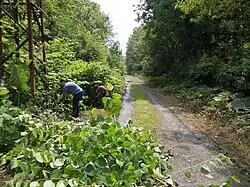 Volunteers of the CPIE Bocage de l'Avesnois grubbing-up Japanese knotweed along the path