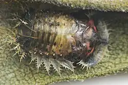 Charidotella sexpunctata, pupa