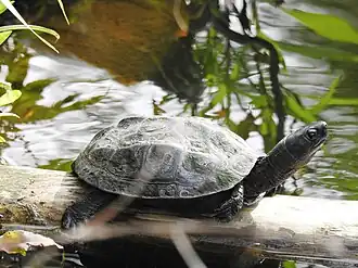 Melanistic male, in Japan (introduced)