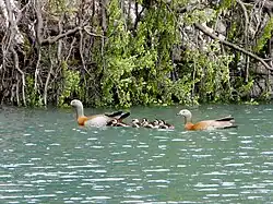 Parents with chicks in Tierra del Fuego