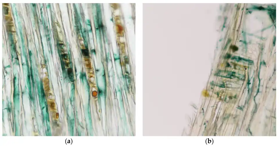Microscopic images of a veneer of spalted poplar (Populus nigra) used in a tall case clock in the mid 1700s. (a) Tangential plane of veneer poplar showing mycelium expanding in ray cells (arrows), (b) Radial plane shows higher concentration of xylindein in rays than in fibers and vessels (arrows).