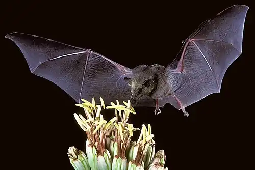 Mexican long-tongued bat