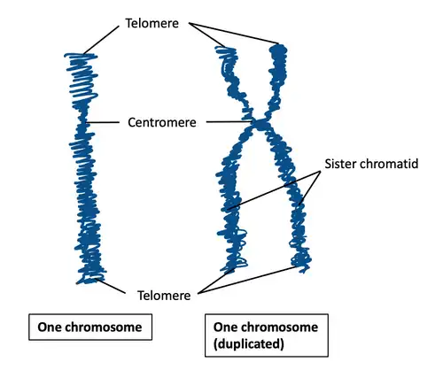 Chromosome structure.