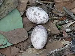 Eggs on leaves