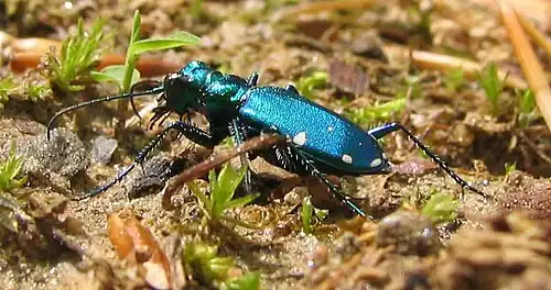 Cicindela sexguttata