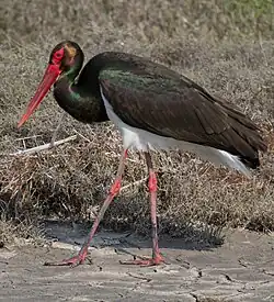 black stork