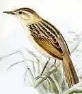 Cisticola marginatus illustrated by Keulemans