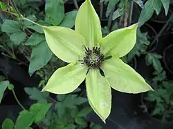 'Evirida' aka 'Pistachio'