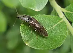Click beetle, Athous haemorrhoidalis, on sallow