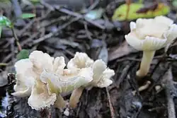 Clitocybe trulliformis