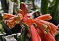 Clivia caulescens