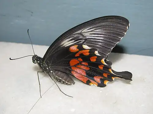 Ventral view female (romulus form)