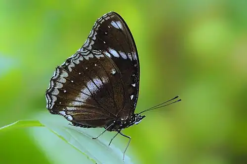 Ventral view