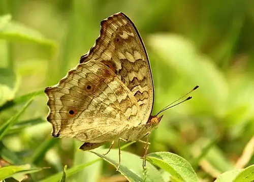 Ventral view