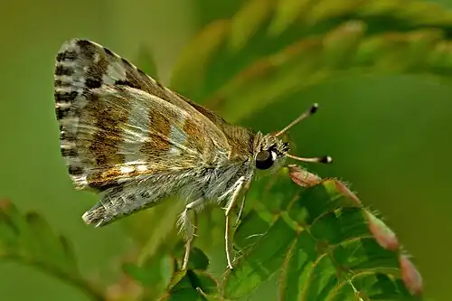 Imago (ventral view)