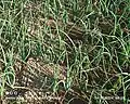 Closeup of the onion cultivation in a field crop