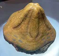 Fossil of Clypeaster portentosus at the Museo Arqueológico Municipal de Cartagena