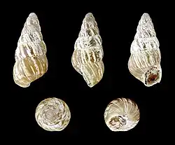 Cochlicella acuta acuta (subadult)