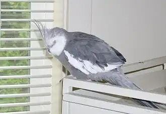 A male white-faced cockatiel resting