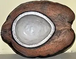 Cross-section of the niu vai form of the fruits of domesticated Pacific coconuts