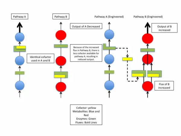 Example of how Cofactor Engineering can be used to engineer one pathway to influence another.