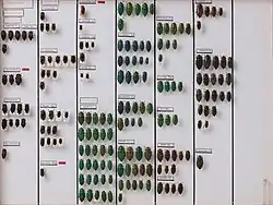 A large entomological display case is shown from above, containing dozens of pinned beetle specimens arranged in neat vertical columns on a white grid background. Each column is separated by a black line and labeled at the top with printed scientific names, indicating different beetle families, genera, or species. The beetles vary in size, shape, and color, with some columns featuring dark brown or black beetles, while others display bright metallic green, blue, or coppery specimens. Each beetle is carefully pinned through its thorax, and some are mounted on small white cards. Smaller labels with scientific names are placed beside or below each group, providing further classification. The arrangement is methodical and systematic, reflecting a scientific collection or museum exhibit. In the bottom right corner, a clear empty test tube is visible, possibly used for specimen handling.