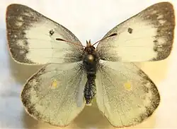 Colias philodice f. alba, female