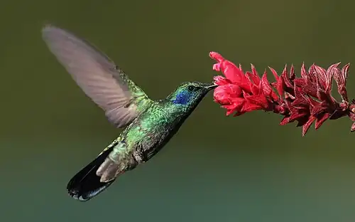 A hummingbird pollinating a small red flower