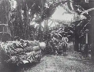 Black and white photograph of a banana tree lying on the ground, a horse pulling a carriage, and next to it a black rider on a gray horse