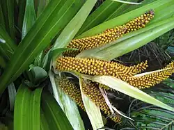Close-up showing developing fruit