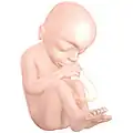 Fetus at 18 weeks after fertilization[22]