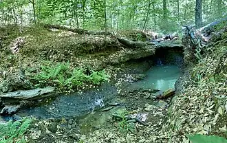 Colorow Creek, Sabine National Forest