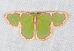 Species specimen. Green moth with red and white border across wings.