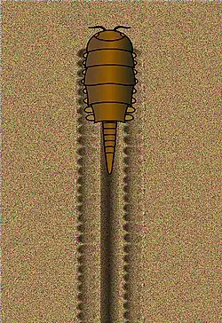 A conceptual drawing of M. macnaughtoni producing the Protichnites tracks.